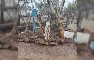 Kahramanmaraş’ta pitbull köpeğin sahibine para...