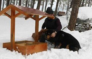 Kahramanmaraş’ta sokak hayvanlarına onlarca yeni...