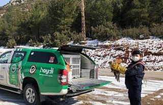 Kanadı kırık şahini jandarma ekipleri kurtardı