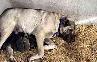Kangal köpeği fırtınada doğum yaptı, sahibinin...