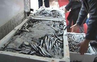 Kar bereketiyle geldi, hamsi fiyatları yarıya düştü