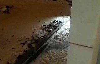 Kar sonrası aç kalan tilki şehirde yiyecek aradı