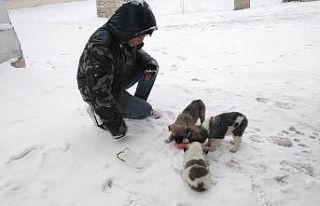 Kar yağışı sonrası aç kalan hayvanlara çocuklar...