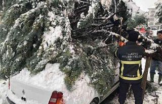 Kar yağışına dayanamayan ağaç, otomobilin üzerine...