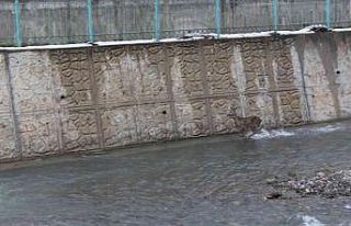 Kar yağışında yolunu kaybeden iki karaca, İnebolu...