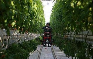 Kara kışta ürettiği domatesleri Avrupa’ya pazarlıyor