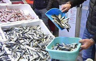 Karadeniz’de hamsi bereketi