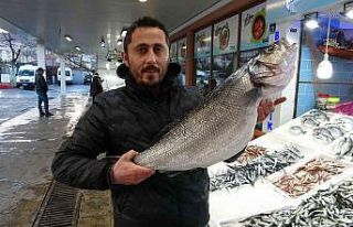 Karadeniz’de yakalanan 8 kiloluk levrek 2 bin liradan...