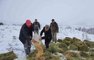 Karaman’da, Anadolu yaban koyunları ile yılkı...