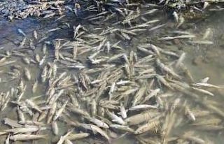 Karasu’da yüzlerce balık telef oldu