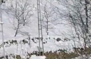 Karda aç kalan karacalar köye indi