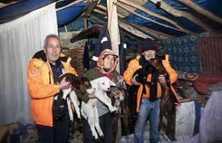 Karda mahsur kalan 120 küçükbaş hayvan kurtarıldı