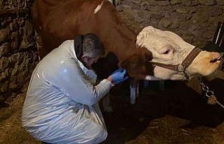 Karda mahsur kalan veterineri doğum yapan ineğe...