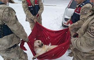 Karda yaralı halde bulunan Köpek’e jandarma şefkati
