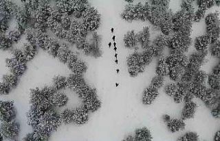 Karla kaplı kent ormanında doğa yürüyüşü:...