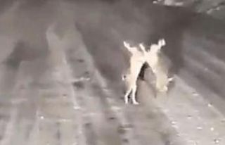 Karla kaplı yolda tavşanların kavgası gülümsetti