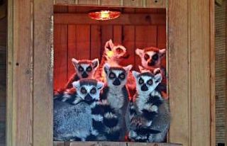 Karla tanışan Antalya Hayvanat Bahçesi’ndeki...