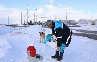 Karlı ve soğuk havada Battalgazi’deki can dostlar...