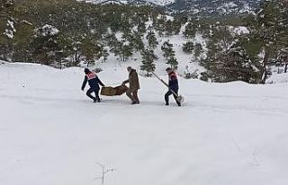 Karlı yolları yaban hayvanları için aştılar