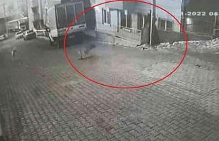 Karne almak için okula giden genç kıza sokak köpekleri...