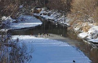 Kars’ta aç kalan yaban ördekleri Kars Çayı’nı...