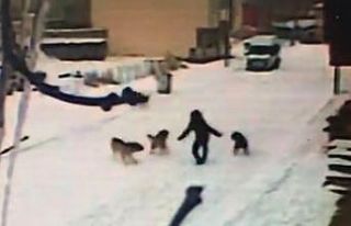 Kars’ta dehşet anları kamerada, çocuğun cesareti...