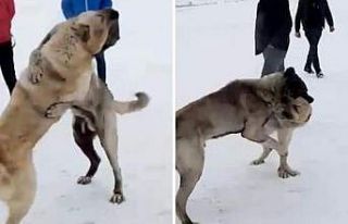 Kars’ta köpek dövüştüren 3 kişi yakalandı