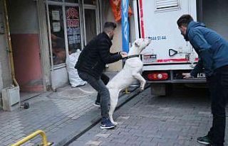 Kavga ettikleri şahsın üzerine pitbull saldılar:...