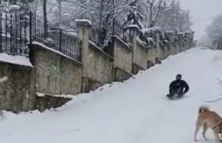 Kayarken 4 metre havalanarak ağaca böyle çarptı