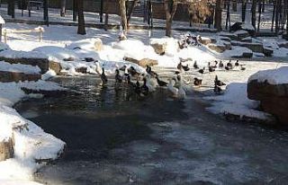 Kayseri buz tuttu