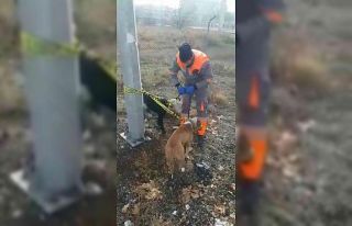 Kayseri’de başıboş gezen yasaklı 2 köpek yakalandı