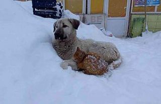Kedi, kar yağışından korunmak için köpeğe sığındı