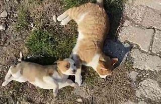 Kedi-köpek dostluğu görenleri şaşırtıyor