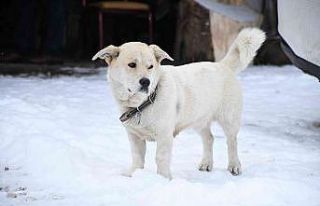 Kestel’de kartpostallık kar manzaraları