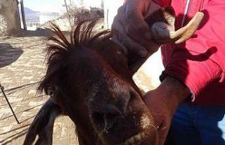 Kilis’te boynuz kulağı geçti