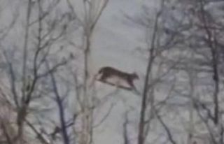 Kırmızı listede yer alan vaşak Tunceli’de görüntülendi