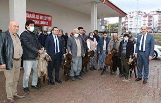 Kırsalda Kilis keçisi yaygınlaşacak
