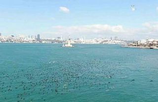 Kız Kulesi açıklarında karabatakların eşsiz...