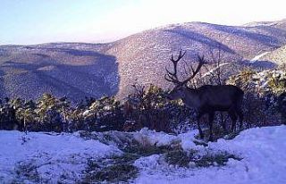 Kızıl geyiklerin muhteşem görüntüsü belgeseli...
