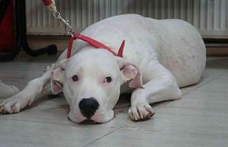 Kocaeli’de 400 yasaklı köpek kayıt altına altındı