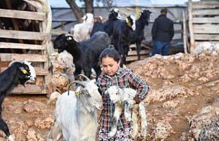 Konyaaltı’nda hayvanlar için bin 200 dekar gübre