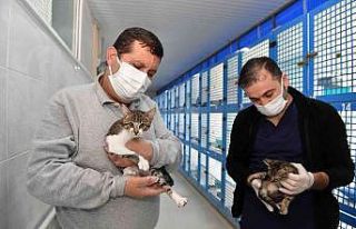 Konyaaltı’nda sokak hayvanları için 2021 yılında...