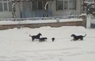 Konya’da kedi ve köpeklerin yiyecek kavgası kamerada
