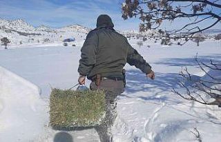 Konya’da yiyecek bulmakta zorlanan yaban hayvanları...