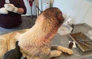 Köpeğin kulağını kesen çocuğa adli işlem ve...