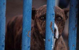 Köpek barınağı yasaklı ırk köpeklerle doldu