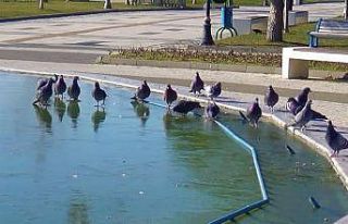 Köpekler eli boş döndü, kuşlar gagalarıyla kırmaya...