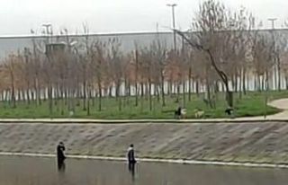 Köpeklerin korkusundan dereye kaçtılar, köpekler...