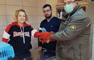 Köpeklerin saldırısında yaralanan yavru alaca...