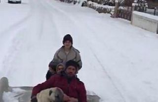 Köpeklerini de yanlarına aldılar, kanepeyle doyasıya...